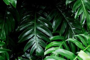 image de feuille verte de forêt tropicale pour la décoration de la maison photo