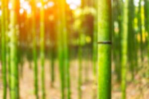 flou forêt de bambous japonais pour le fond photo