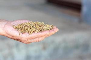 la main de l'homme avec du riz mûr photo