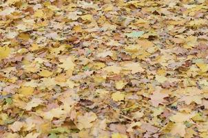 un grand nombre de feuilles d'automne tombées et jaunies sur le sol. texture de fond automne photo