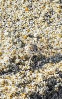 de minuscules crabes de crabe de plage de sable courent creuser sur la plage. photo