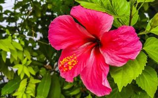 belle plante d'arbre arbuste à fleurs d'hibiscus rouge au mexique. photo