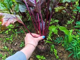 les betteraves poussent dans le lit du jardin. une fille avec une manucure bleue sort les fruits d'une betterave avec de grandes feuilles vertes du sol. légumes, légumes racines, vitamines, sains et savoureux photo