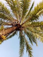 vue sur les palmiers du village photo