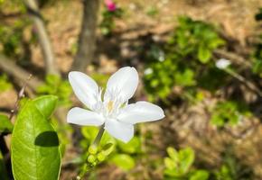 des fleurs de jasmin blanc à cinq pétales fleurissent, de couleur blanche, de petits cinq pétales au pollen jaune photo