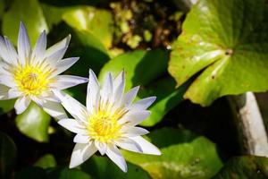 belles fleurs de lotus qui fleurissent au soleil du matin photo