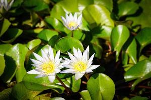 belles fleurs de lotus qui fleurissent au soleil du matin photo