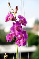 orchidée pourpre thaï