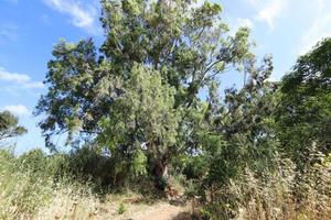 forêt dense d'eucalyptus dans le nord d'israël photo