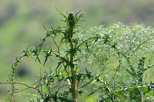 plantes et fleurs épineuses dans une clairière forestière. photo