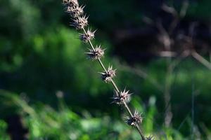 plantes et fleurs épineuses dans une clairière forestière. photo