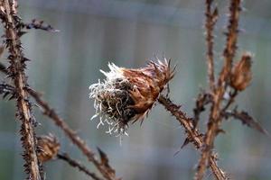 plantes et fleurs épineuses dans une clairière forestière. photo