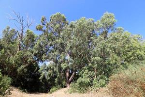 forêt dense d'eucalyptus dans le nord d'israël photo