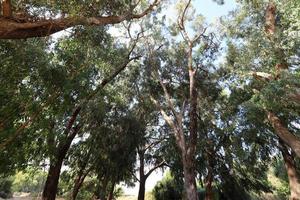 forêt dense d'eucalyptus dans le nord d'israël photo