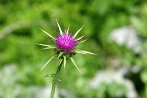 plantes et fleurs épineuses dans une clairière forestière. photo