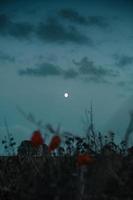 nuit d'octobre sombre sous la pleine lune photo