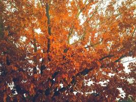 feuilles d'automne dans la dernière lumière du soleil photo