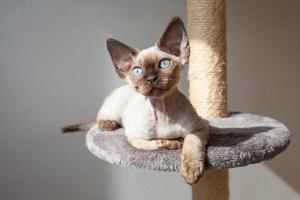 chat aux yeux bleus assis sur le poteau à gratter photo