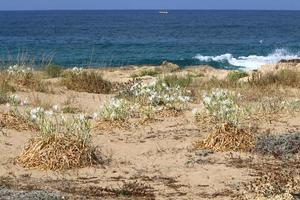 le pancrasium pousse sur le sable au bord de la mer méditerranée. photo