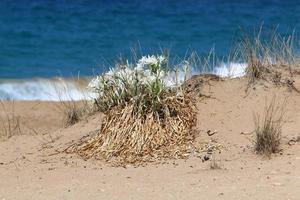 le pancrasium pousse sur le sable au bord de la mer méditerranée. photo