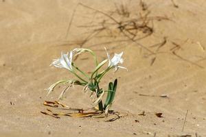 le pancrasium pousse sur le sable au bord de la mer méditerranée. photo
