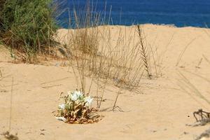 le pancrasium pousse sur le sable au bord de la mer méditerranée. photo