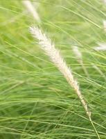 Imperata cylindrica beauv d'herbe à plumes photo