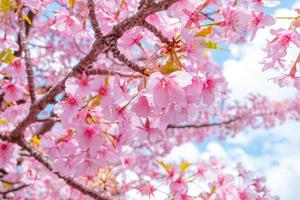 belles fleurs de cerisier roses sakura rafraîchissantes le matin au japon photo
