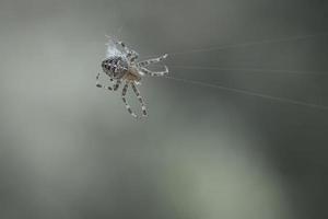 araignée croisée rampant sur un fil d'araignée. peur d'halloween. un chasseur utile parmi photo