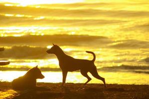 silhouette d'un chien allongé sur la plage et la lumière dorée du reflet du coucher du soleil sur la surface de la mer photo