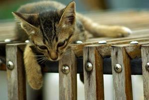 chaton brun se détendre sur la caisse en bois photo