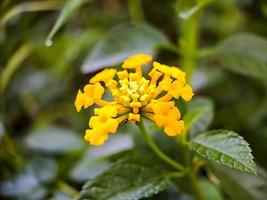 le lantana jaune est un type de plante à fleurs de la famille des verbenaceae originaire des tropiques d'amérique centrale et du sud. lantana camara. gros plan de fleur jaune macro. dans un parc public. photo