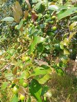 pomme de singe, fond d'écran, nourriture délicieuse, belle nature photo