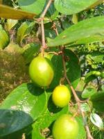 pomme de singe, fond d'écran, nourriture délicieuse, belle nature photo