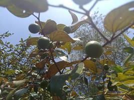 pomme de singe, fond d'écran, nourriture délicieuse, belle nature photo