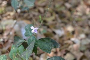 une fleur violet clair avec ses feuilles sur fond flou. photo