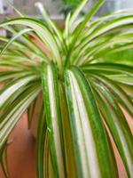 photo en gros plan de chlorophytum comosum belle plante araignée verte à rayures blanches avec des éclaboussures d'eau.