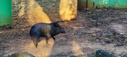 cochon sauvage brésilien connu sous le nom de pécari photo