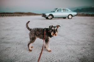 Cape Town, Afrique du Sud, 2020 - chien terrier devant une voiture classique photo