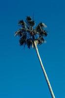 cocotier sous le ciel bleu photo