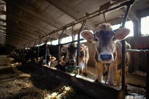 vaches dans un grand bâtiment de ferme pour la production de fromage photo