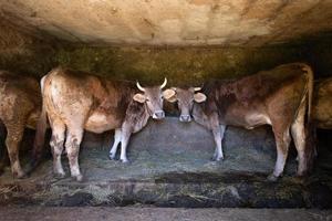 vaches dans une étable rurale dans le nord de l'italie photo