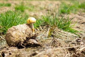 champignon cultivé dans les excréments d'animaux dans le pré photo