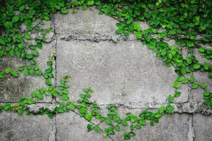 feuilles vert clair sur un mur photo