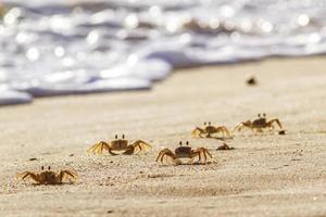 crabes sur la plage de sable