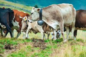 groupe de vaches sur les alpes de bergame en italie et le chien de berger photo