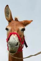 cheval mignon sur les alpes italiennes photo