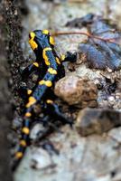 salamandre sur les alpes italiennes photo