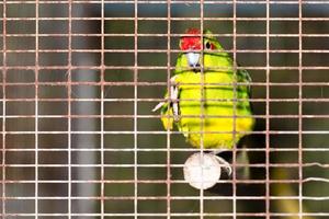 oiseau rouge en cage observe les touristes photo