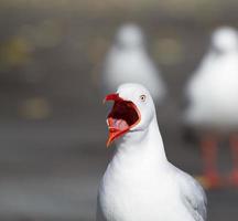 gros plan, de, mouette photo